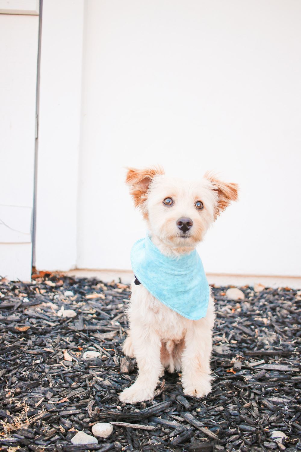 Tie-dye pet scarf